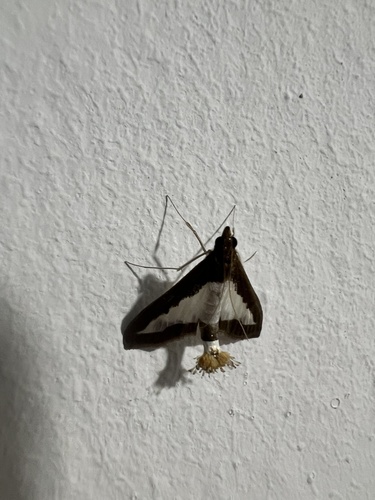 Cucumber Moth