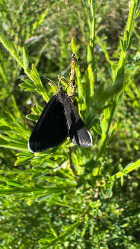 Chimney-sweeper