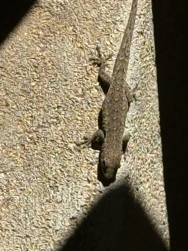 Angulate dwarf gecko