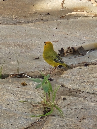 Saffron Finch