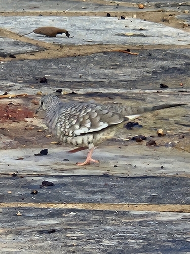 Scaled Dove