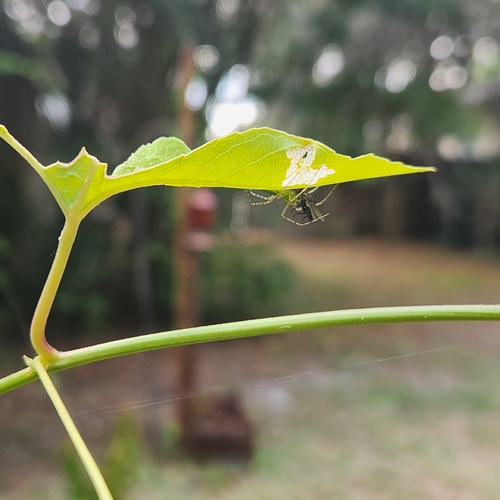 Green Lynx Spider