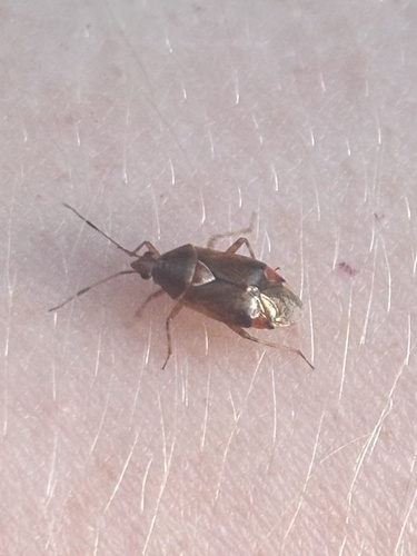 Deraeocoris flavilinea