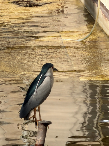 Black-crowned Night Heron
