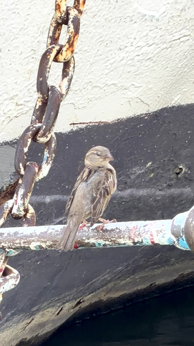 House Sparrow
