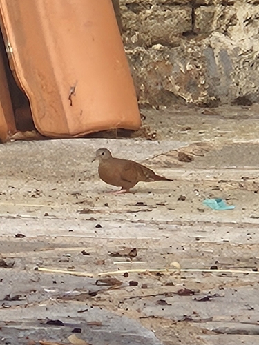 Ruddy Ground Dove