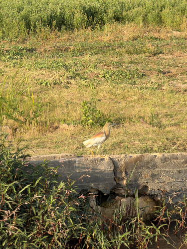 Squacco Heron