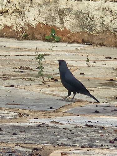 Chopí Blackbird