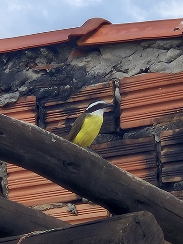 Great Kiskadee
