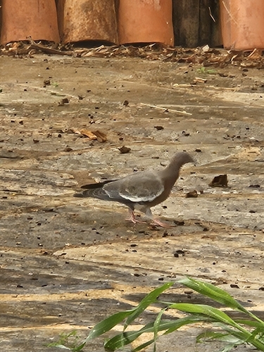 Picazuro Pigeon
