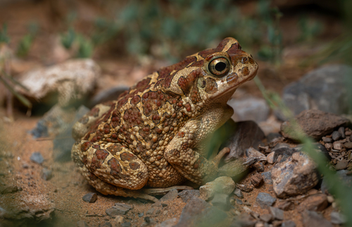 Mauritanian Toad