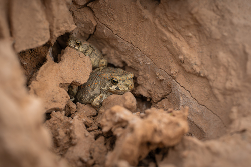 Mauritanian Toad