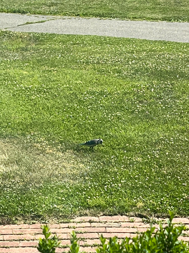 Blue Jay
