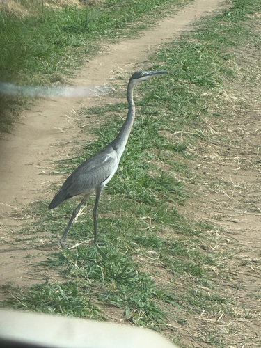 Black-headed Heron
