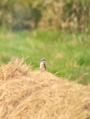 Red-backed Shrike
