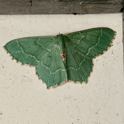 Common Emerald