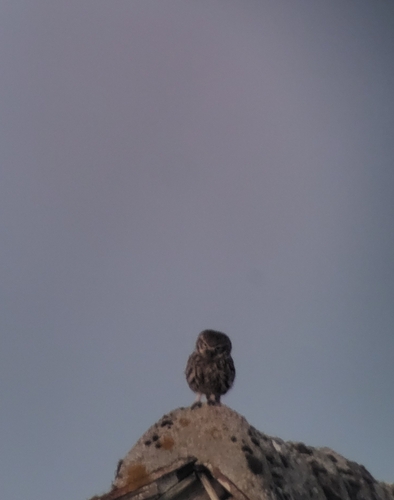 Little Owl