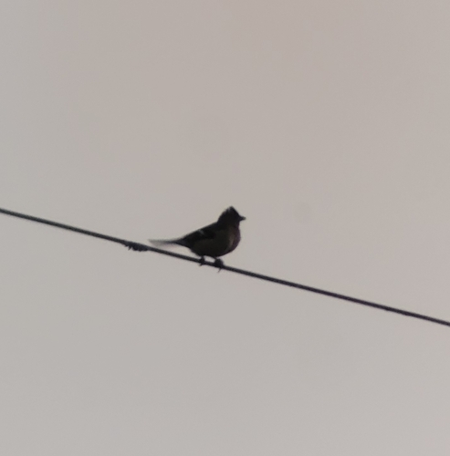Common Chaffinch