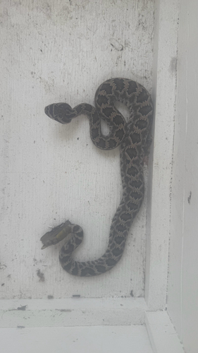 Southern Pacific Rattlesnake