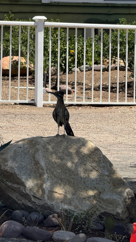 Greater Roadrunner