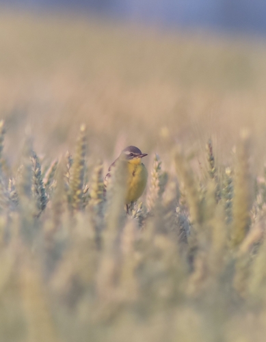 Western Yellow Wagtail