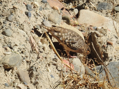 Bare-faced Ground Dove