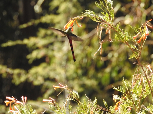 Red-tailed Comet