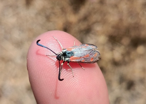Zygaena favonia