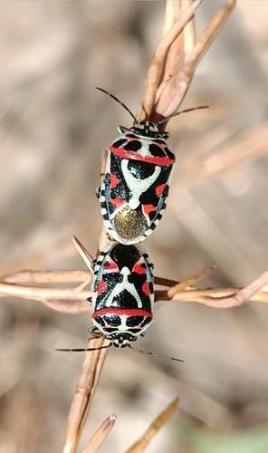 red cabbage bug