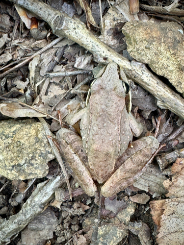 Wood Frog
