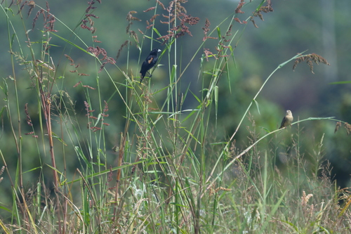 Fan-tailed Widowbird
