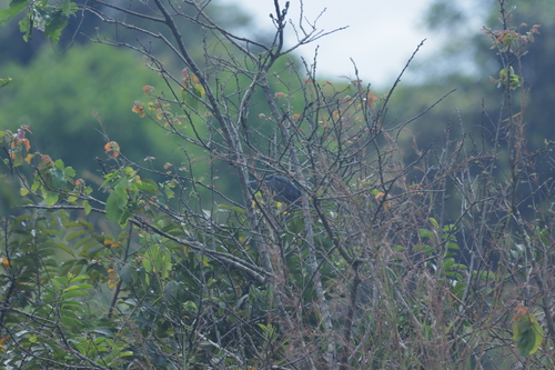 Little Heron