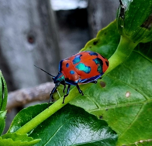 Hibiscus Harlequin Bug