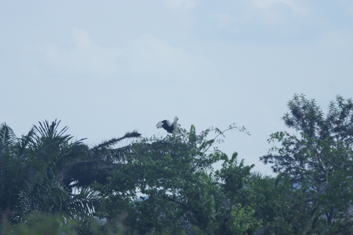 Palm-nut Vulture