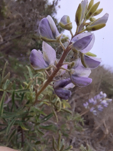 iNaturalist observation photo of coastal bush lupine