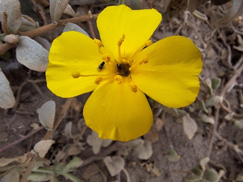 iNaturalist observation photo of beach suncup