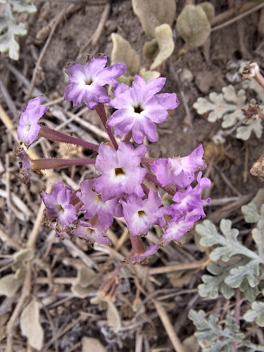 iNaturalist observation photo of sand verbenas