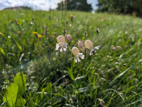 bladder campion