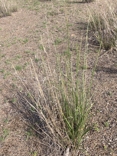 Sand Dropseed