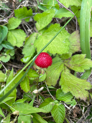 mock strawberry