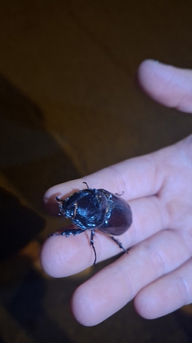 Iberian rhinoceros beetle