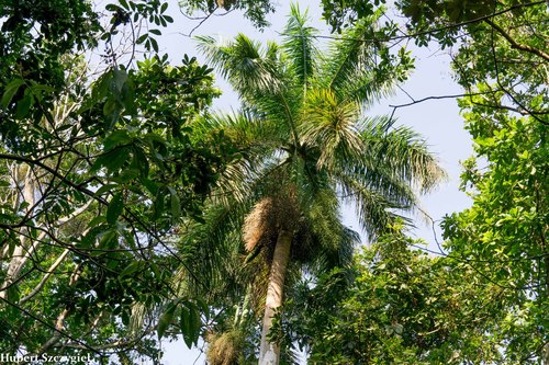 Royal Palm (Roystonea regia) · iNaturalist