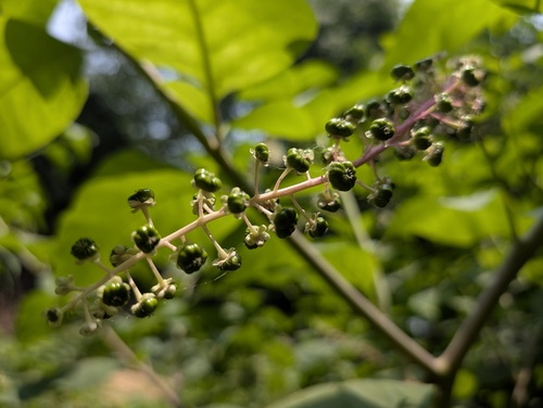 American pokeweed