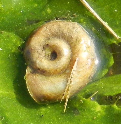 Marsh Ramshorn