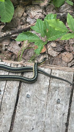 Common Garter Snake