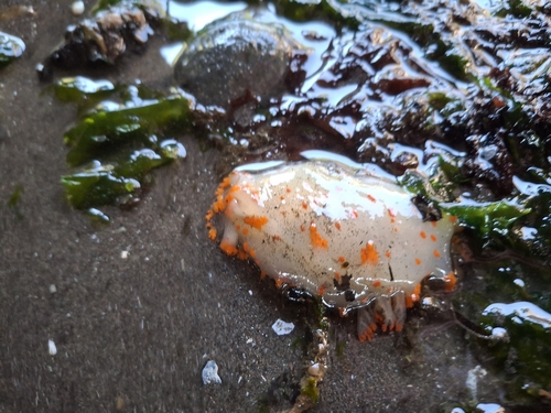 Modest Clown Dorid