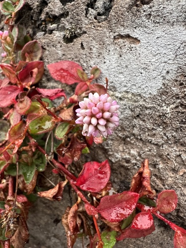 pink knotweed
