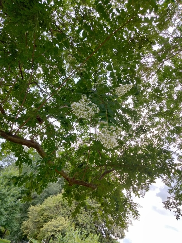 Chinese privet