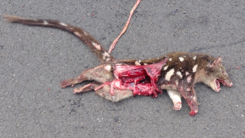 Spotted-tailed Quoll (Southern Subspecies)