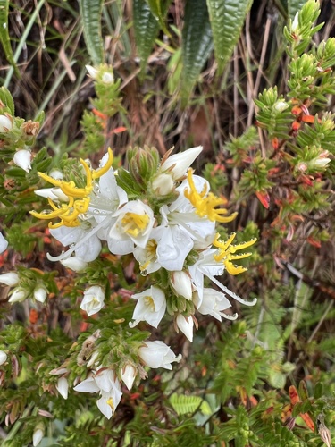 Marcetia taxifolia